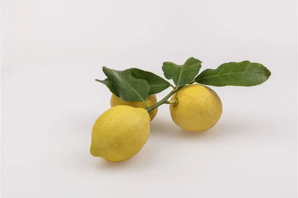 Limones Amarillos Brillantes Sicilianos Sobre Una Rama Con Hojas Verdes Imágenes De Stock Sin Royalties Gratis