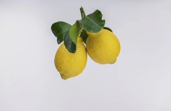 Limones Amarillos Frescos Cuelgan Con Hojas Verdes Sobre Fondo Blanco Fotos De Stock Sin Royalties Gratis