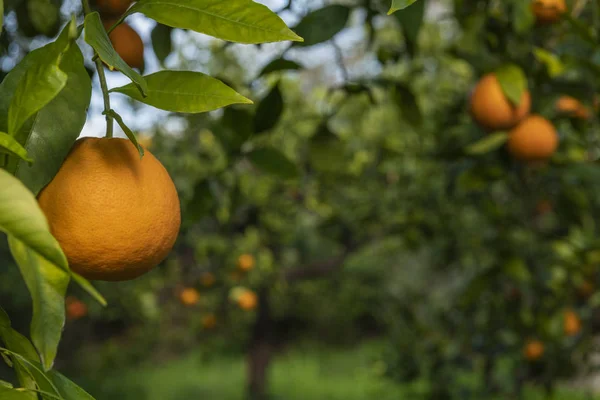 Naranjas Maduras Colgando Árbol Vista Cerca Jardín Mediterráneo Cítricos Orgánicos Fotos De Stock Sin Royalties Gratis