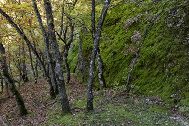 Ortodoks manastır Meteora, Kalambaka Yunanistan.
