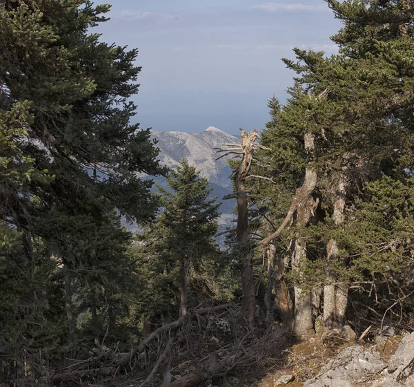 Adada orman. — Stok fotoğraf