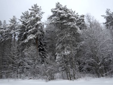 Karlı kış ormanlarında soğuk gün