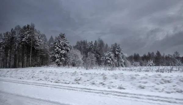 Chladný den v zasněženém zimním lese — Stock fotografie