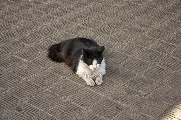 Cat Sitting Rope Moored Ship Cat Looks Ducks Sea — Stock Photo, Image