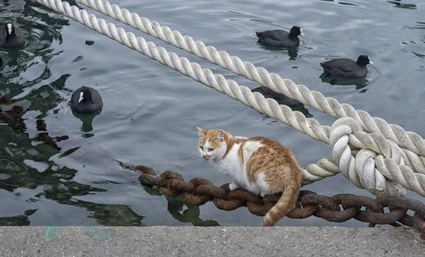 这只猫正坐在停泊着的船的绳索上 一只猫看着海边的鸭子 — 图库照片