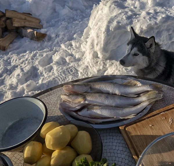 Siberian Husky Looks Fresh Fish — Stock Photo, Image