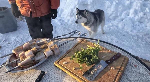 Siberian Husky Looks Fresh Fish — Stock Photo, Image