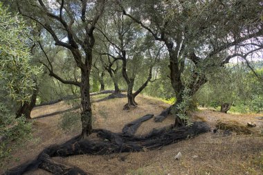 Corfu Island manzara Yunanistan.