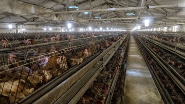 Küçük ve orta büyüklükteki işletmeler, küçük kümes hayvanları.