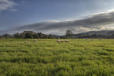 Ada manzarası, tarihi binalar, deniz manzarası Mayorka İspanya, güzel kıyı, Akdeniz, Balear Adaları.