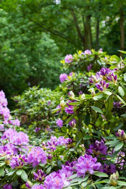 Park Volkspark Friedrichshain, Berlin