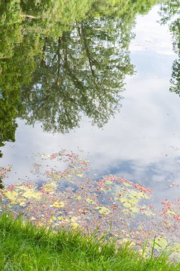 Tiergarten parkında yürü