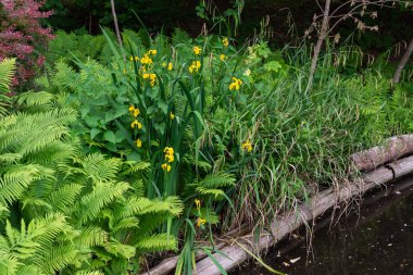 Tiergarten parkında yürü