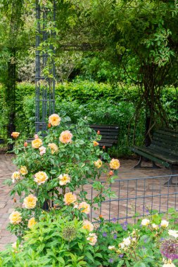 Tiergarten parkında yürü