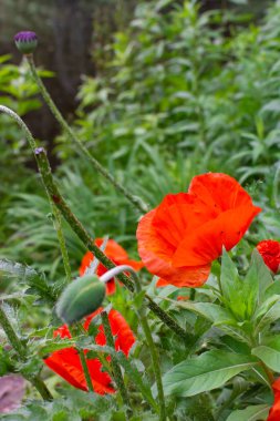 Tiergarten parkında yürü