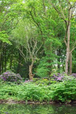 Tiergarten parkında yürü