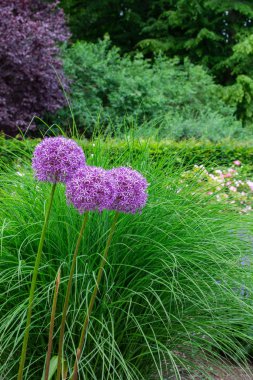 Tiergarten parkında yürü
