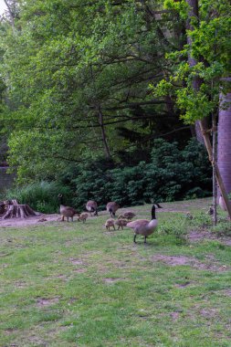 Tiergarten parkında yürü