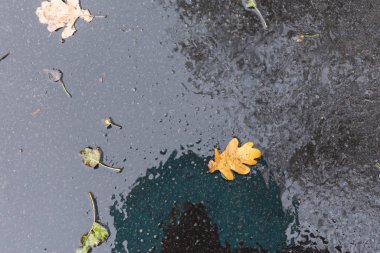 Düşen yapraklarla dolu bir su birikintisi manzarası