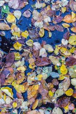 Su birikintisine düşmüş renkli yapraklar.