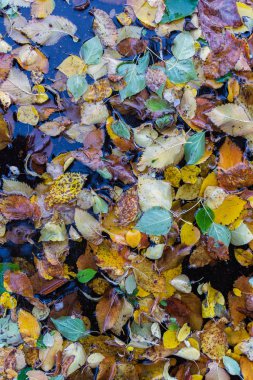 Su birikintisine düşmüş renkli yapraklar.