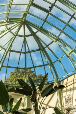 Cennet Kuşu, Strelitzia Reginae