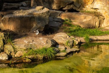 Berlin Hayvanat Bahçesi