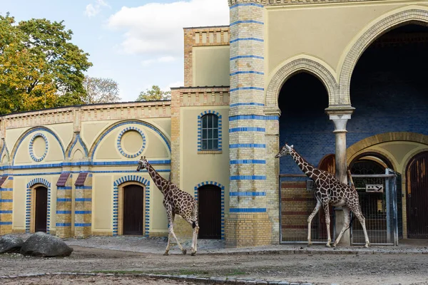 Jardim zoológico de Berlim — Fotografia de Stock