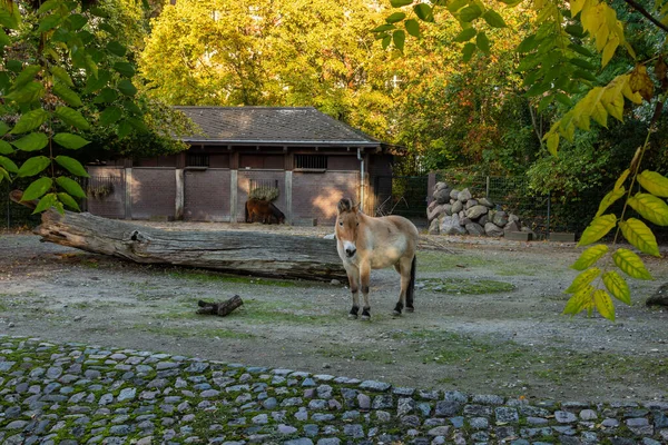 Berlin Zoological Garden