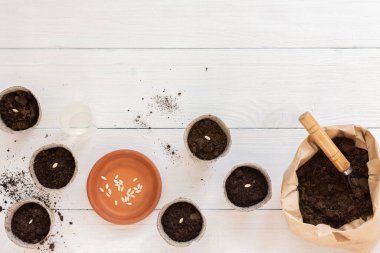 Salatalık fidanları için çevre dostu saksılar