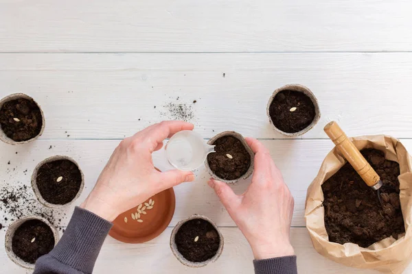 Pots respectueux de l'environnement pour les plants de concombre — Photo