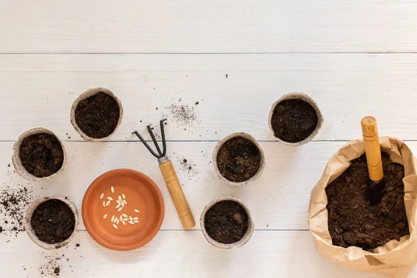 Pots respectueux de l'environnement pour les plants de concombre — Photo