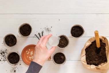 Tohumlar için çevre dostu çömlekler ve zemin ile küçük bir çanta ve beyaz ahşap arka planda bir bahçe küreği, tırmık ve çekirdekli dişi eller, salatalık tohumu ekme, üst görünüm