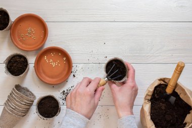 Beyaz ahşap arka planda fidanlar için çevre dostu tencereler, dişi eller tohum eker, domates ve biber tohumları eker, zemin ve kürek ve bahçe küreği ile küçük bir çanta