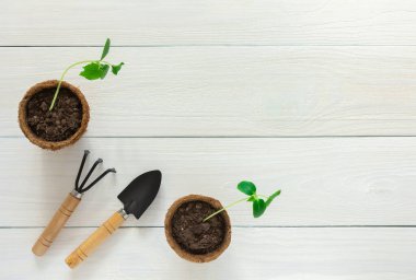 Eko saksılarında salatalık tohumları