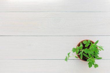 Tencerede domates tohumları