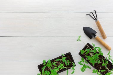 Beyaz ahşap bir arka planda, bir tırmık ve bir bahçe küreğiyle tencerede küçük yeşil domates tohumları.