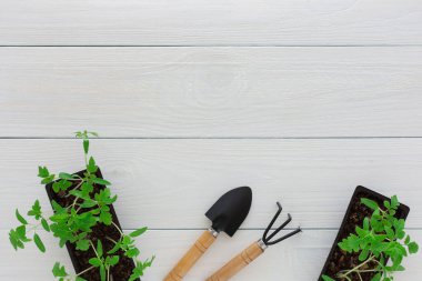Beyaz ahşap bir arka planda, bir tırmık ve bir bahçe küreğiyle tencerede küçük yeşil domates tohumları.