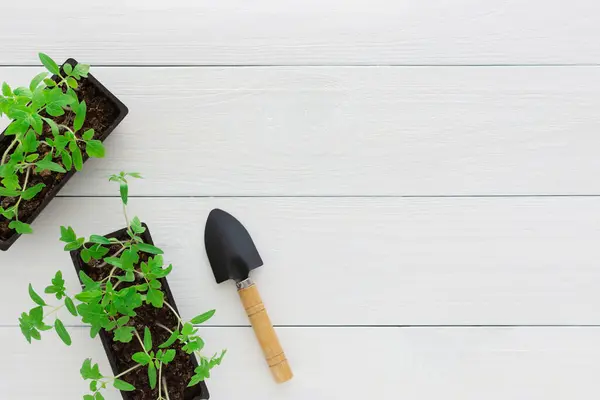 Jeunes Plants Verts Tomate Pots Sur Fond Bois Blanc Avec — Photo