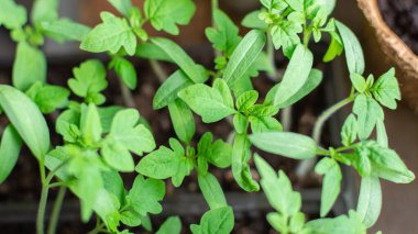 Genç yeşil domates filizleri yakın, fidanları domates filizleri