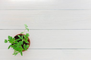 Beyaz ahşap arka planda, tencerede taze yeşil domates fideleri.