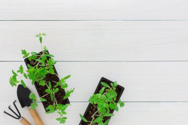 Beyaz ahşap bir arka planda, bir tırmık ve bir bahçe küreğiyle çömlek içinde küçük yeşil domates fideleri.