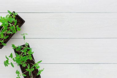 Beyaz ahşap arka planda çömlek içinde domates fideleri