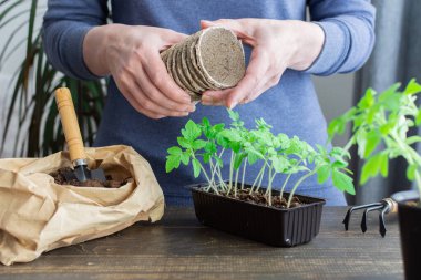 Ahşap bir arka planda saksıda genç yeşil domates fideleri, fideleri nakleden bir kadın,