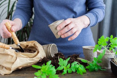 Ahşap bir arka planda saksıda genç yeşil domates fideleri, fideleri nakleden bir kadın,