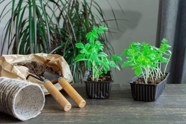Genç yeşil domates fideleri ahşap bir arka planda, küçük bir çanta zemin ve mala ve bahçe küreği, nakledilen tohumlar, dikenler
