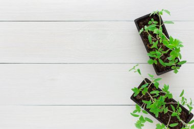 Beyaz ahşap arka planda çömlek içinde domates fideleri