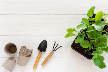 Ahşap bir arka planda saksıda küçük yeşil turp fideleri, küçük eko saksıları, kürek ve bahçe küreği, nakil tohumu, iğne.