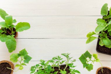 Genç yeşil salatalık ve salatalık fidanları ahşap bir arka planda domatesli, fideleri nakleden, dikenli