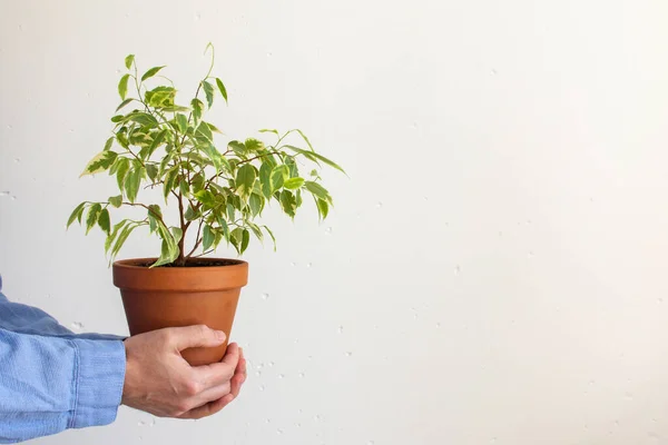 Ficus benjamina Kinky em um pote em mãos masculinas — Fotografia de Stock